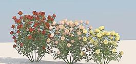 rose 02 红色，粉色，黄色，玫瑰花