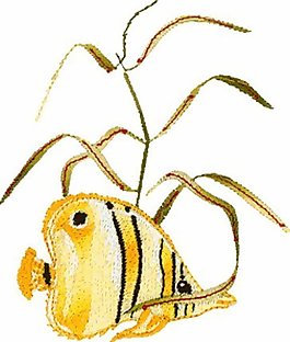 繡花 魚類 金黃色 黑色 水草 免費(fèi)素材
