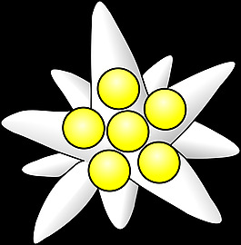 雪絨花