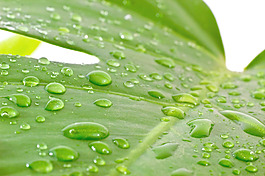 rainleaf
