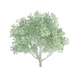 高精细油橄榄树 洋橄榄树 Olea europaea(带贴图)