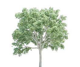 高精細(xì)榆樹 ulmus tree(帶貼圖)