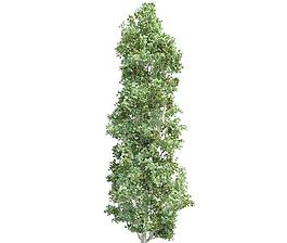 高精細楊樹 populus(帶貼圖)