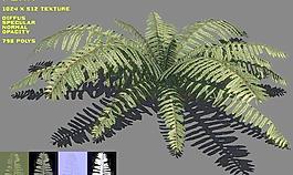 Free Fern Pack 羊齒植物