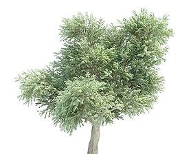 高精細(xì)花旗松 松樹 Arbutus menziesii tree(帶貼圖)