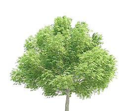 高精細(xì)七葉樹 Aesculus glabra tree(帶貼圖)