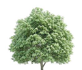 高精細(xì)七葉樹(shù) Aesculus(帶貼圖)