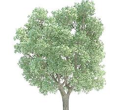 高精細(xì)榆樹Ulmus tree(帶貼圖)