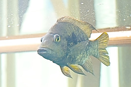 魚
