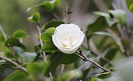 山茶花圖片