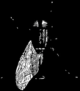 飛