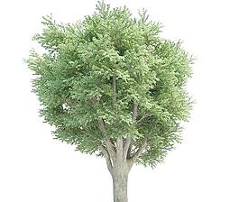 高精細榆樹Ulmus campestris tree(帶貼圖)