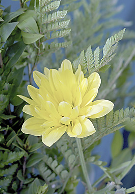 黃色的花