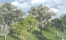 果園Fruit Orchard