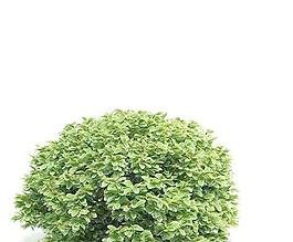 高精度樹木Tree 047