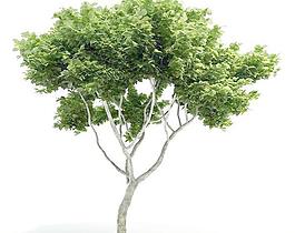 高精度樹木Tree 045