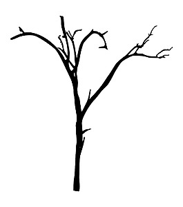 死树的树枝状