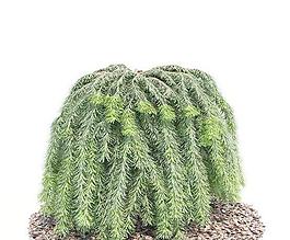 高精度樹木Tree 041