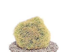 高精度樹木Tree 040