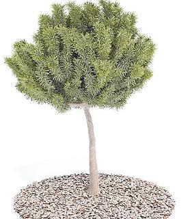 高精度樹木Tree 039