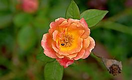 月季花圖片