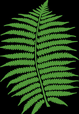 蕨类植物