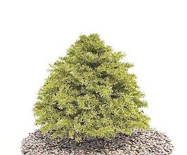高精度樹木Tree 037