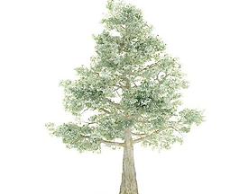 高精度樹木 Tree 036
