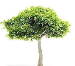 高精度樹木Tree 034