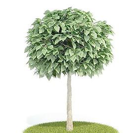 Tree 樹030
