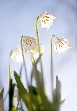 雪花