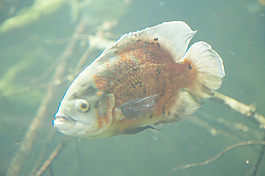 魚
