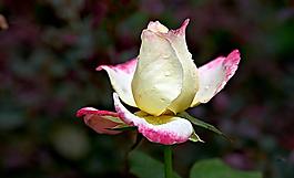 月季花圖片