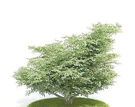 Tree 樹07