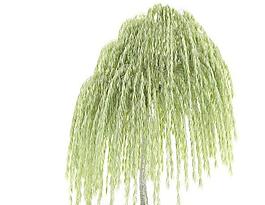 Willow 柳树01