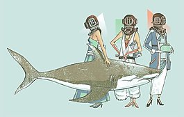 位圖 人物 女人 動(dòng)物 鯊魚(yú) 免費(fèi)素材