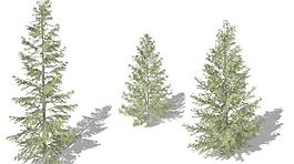 Hemlock 铁杉树