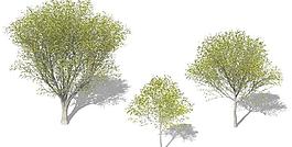 Zelkova 櫸木樹