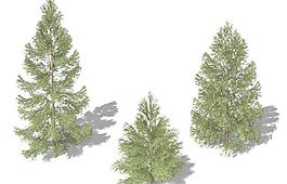 Koyama Spruce 云杉