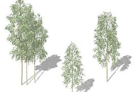 Hachiku Bamboo 竹子