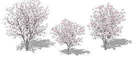 Saucer Magnolia 木蘭