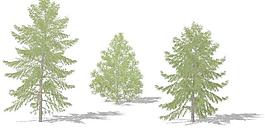 White Larch 白落叶松