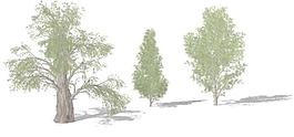 Temple Juniper 杜松樹