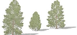 Hinoki Falsecypress 檜樹