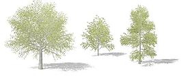 Katsura Tree 桂樹(shù)