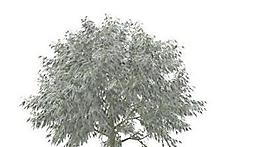 樹木3