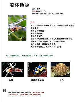 兒童學(xué)習(xí)軟體動物圖片