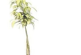 Pot盆栽051