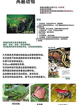 兒童學(xué)習(xí)兩棲動物圖片