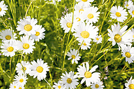 Leucanthemum vulgare